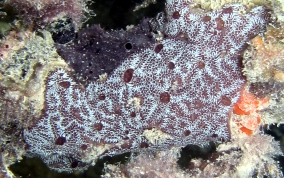 Flat tunicate