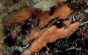 Orange Overgrowing tunicate