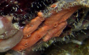 Orange Overgrowing tunicate