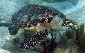 Hawksbill Turtle - Eretmochelys imbriocata
