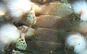 Bearded Fireworm - Hermodice carunculata 