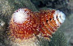 Christmas Tree Worm Spirobranchus Giganteus Usvi Caribbean Christmas Tree Worm Spirobranchus Giganteus Usvi Caribbean