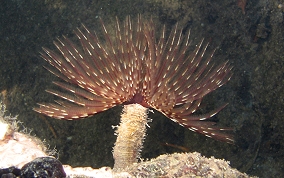 Magnificent Feather Duster Worm - Sabellastarte magnifica