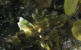Barfin Blenny - Malacoctenus versicolor