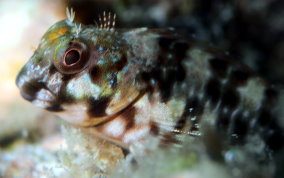 Molly Miller - Scartella cristata