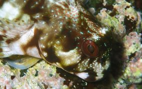 Molly Miller - Scartella cristata