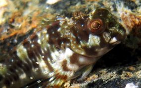 Molly Miller - Scartella cristata