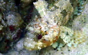 Puffcheek Blenny - Gobioclinus bucciferus