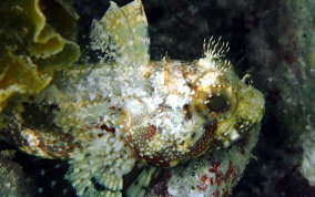 Puffcheek blenny
