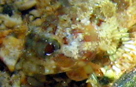 Puffcheek Blenny - Labrisomus bucciferus