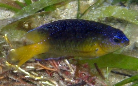Beaugregory Damselfish - Stegastes leucostictus
