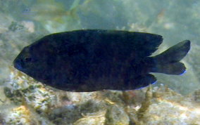 Longfin Damselfish - Stegastes diencaeus