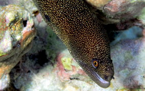 Goldentail Moray - Gymnothorax miliaris