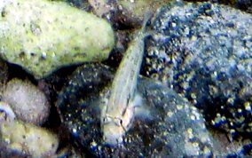 Goldspot Blenny - Gnatholepis thompsoni