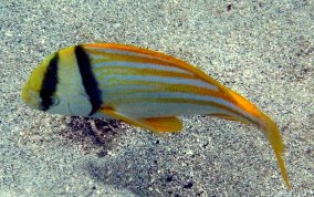 Porkfish - Anisotremus virginicus 