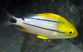 Porkfish - Anisotremus virginicus 