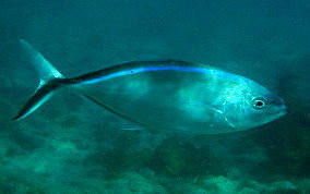 Bar Jack - Caranx ruber - Caribbean Fish Identification USVI