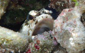 Mottled Jawfish - Opistognathus maxillosus