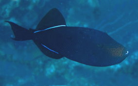 Black Durgon, Black Triggerfish ( Melichthys niger) 