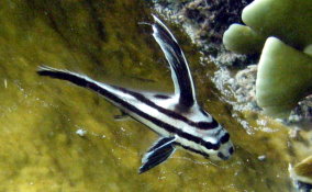 Highhat - Pareques acuminatus - Caribbean Fish Identification USVI