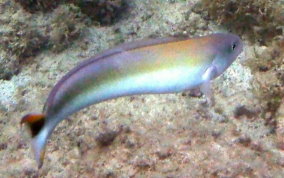 Sand Tilefish - Malacanthus plumieri