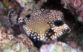 Smooth Trunkfish - Lactophrys triqueter - Caribbean Fish