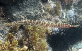 Trumpetfish - Aulostomus maculatus