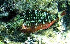 Stoplight Parrotfish - Sparisoma viride 