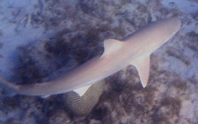 Bull Shark juvenile? Carcharhinus leucas