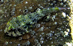 Padded Clingfish - Arcos nudus 