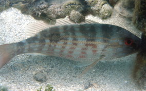 Lane Snapper - Lutjanus synagris