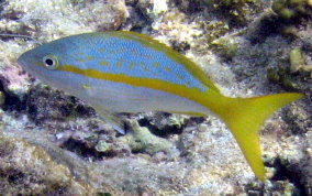 Yellowtail Snapper Fish Facts  Ocyurus chrysurus - A-Z Animals
