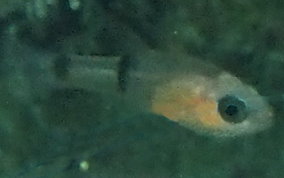 Barred Cardinalfish - Apogon binotatus