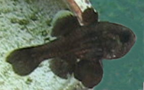 Blackfin Cardinalfish - Astrapogon puncticulatus