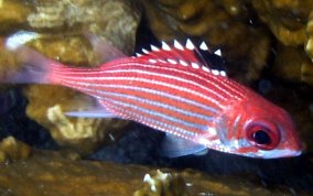 Reef Squirrelfish - Neoniphon coruscum