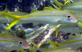Yellow Goatfish - Pseudupeneus maculatus 