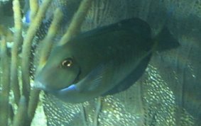 https://www.snorkelstj.com/picture_library/fish/surgeonfish/doctorfish_9890.jpg