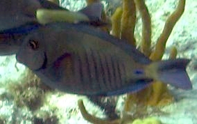 Fish Rules - Doctorfish in USA Caribbean