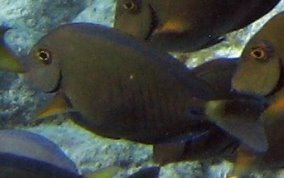 Doctorfish - Acanthurus chirurgus
