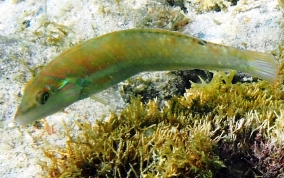 Blackear Wrasse - Halichoeres poeyi - Caribbean Fish Identification USVI