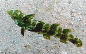 Green Razorfish-Juvenile - Xyrichtys splendens