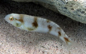 Green Razorfish-sub-adult- Xyrichtys splendens