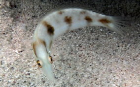 Green Razorfish-sub-adult - Xyrichtys splendens