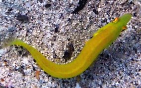 Green Razorfish-Juvenile - Xyrichtys splendens