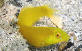 Green Razorfish-sub-adult- Xyrichtys splendens
