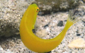 Green Razorfish-sub-adult - Xyrichtys splendens