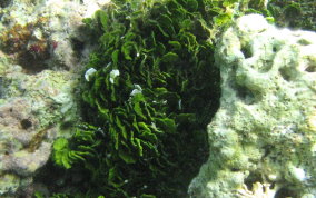 Watercress - Green Algae